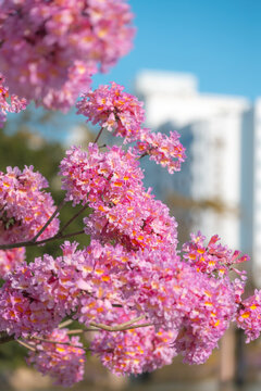 紫花风铃木