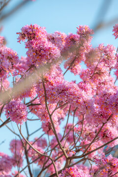 紫花风铃木花