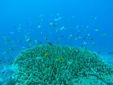 珊瑚鱼群