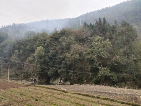 大山里的树木