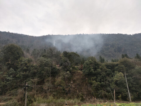 大山里的绿植