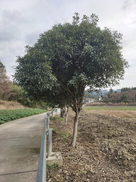 路边的桂花树