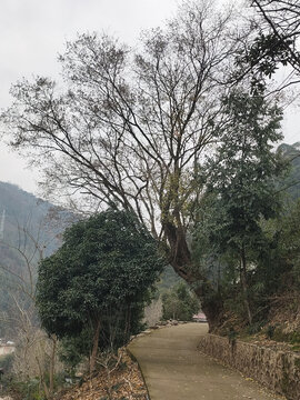 大树