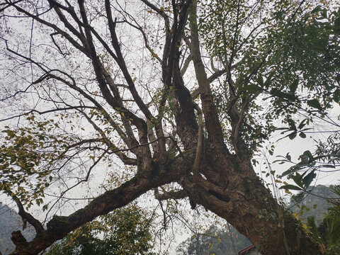 大树特写