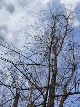 柳树枝与天空