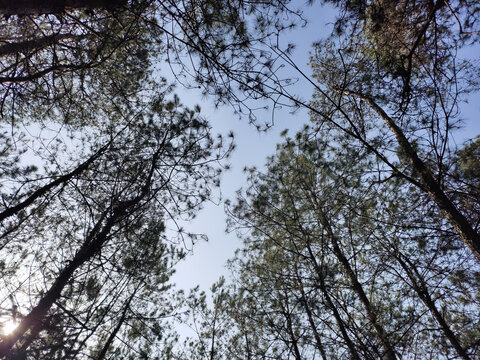 空中的枞树