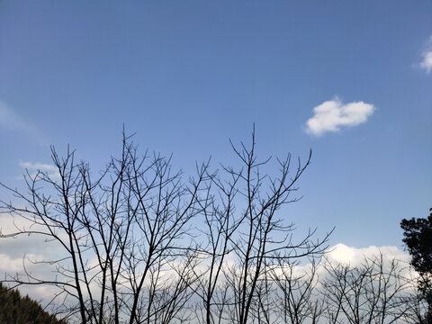 蓝天白云与树枝