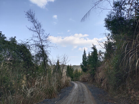 大山里的公路