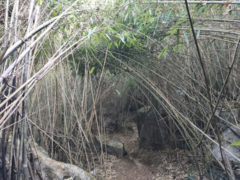 竹林中间的羊肠小道