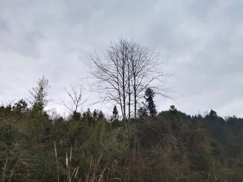 山峰上的枯树