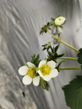 草莓花特写