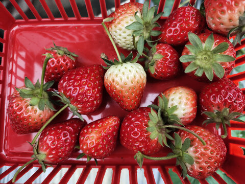 草莓采摘的草莓