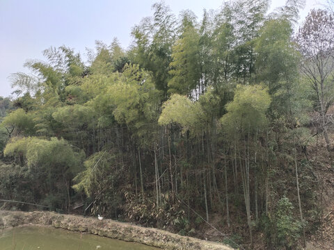 竹子背景