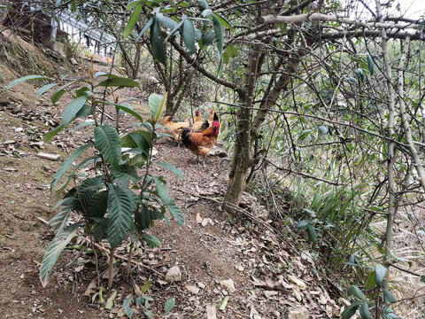 树林中的鸡