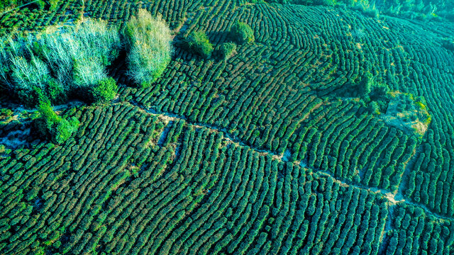 茶园茶山