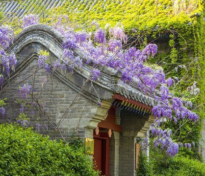 北京大学静园五院门头上的紫藤