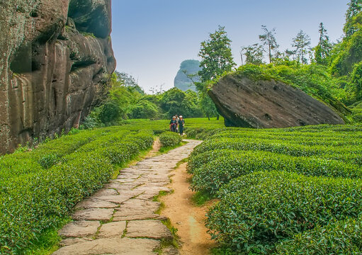 武夷山虎啸岩茶园