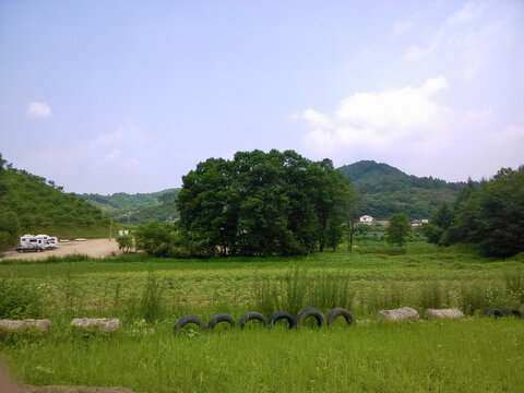 郊外夏游树葱茏