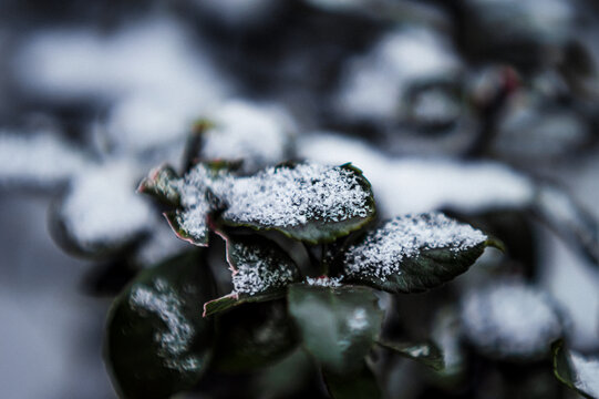 小雪