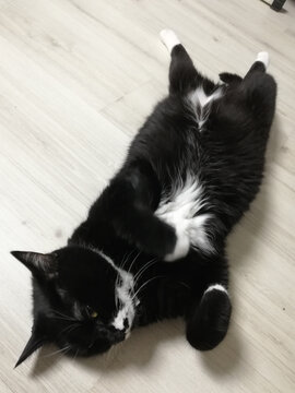 个性黑猫小彩之躺平