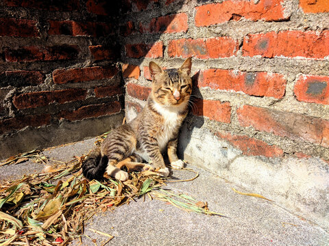 狸花猫