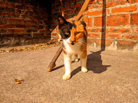 三花猫