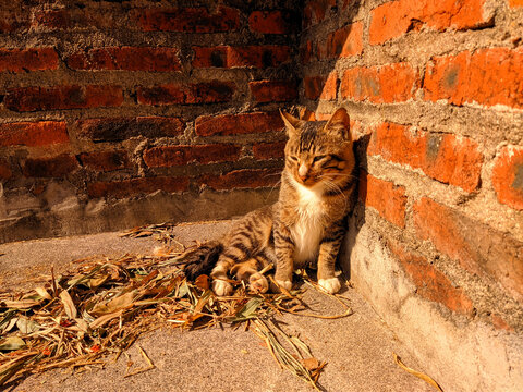 狸花猫