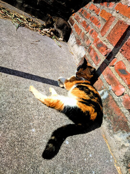 三花猫