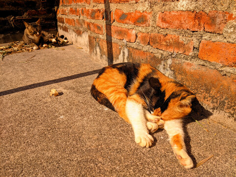 三花猫