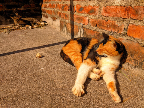 三花猫