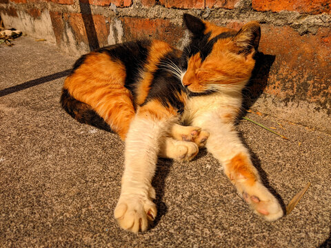 三花猫