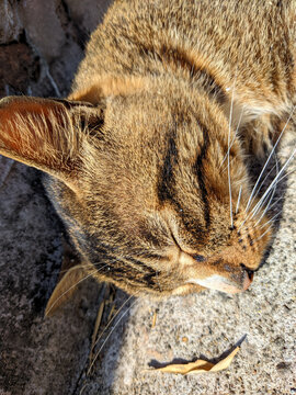 狸花猫