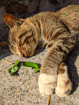 狸花猫
