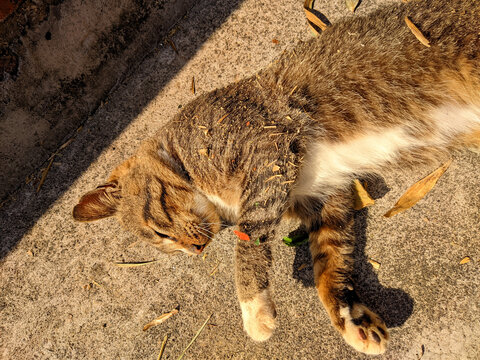 家猫