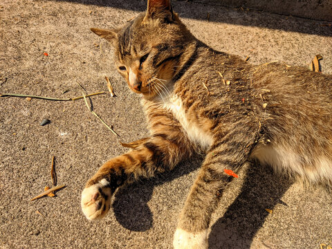 狸花猫