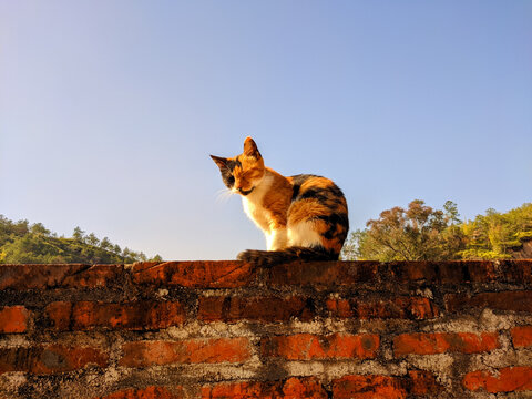 三花猫