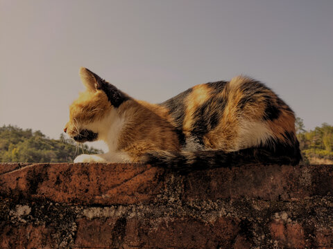 家猫