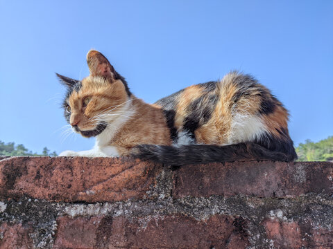 家猫