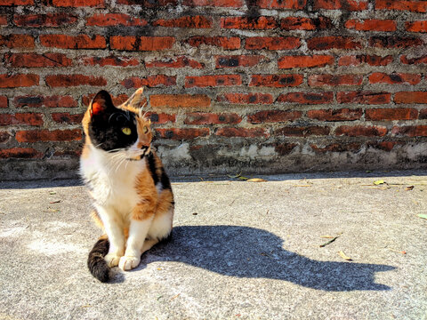 家猫