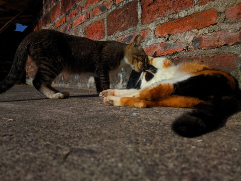 猫
