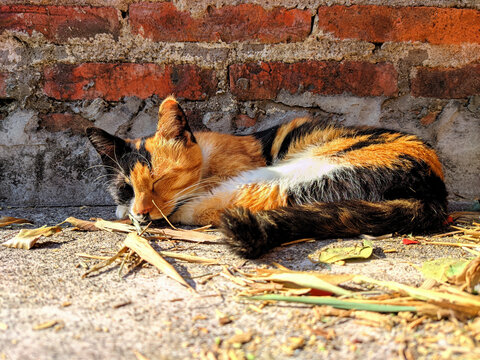 三花猫