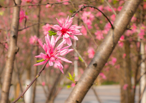 菊桃花