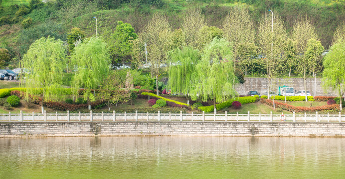 池塘垂柳