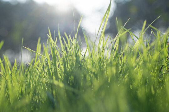 绿色的草从