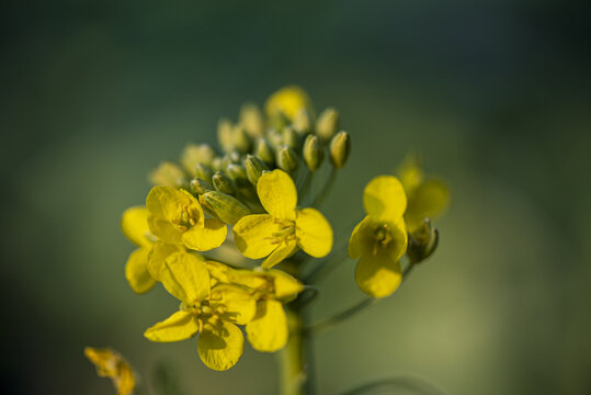 油菜花