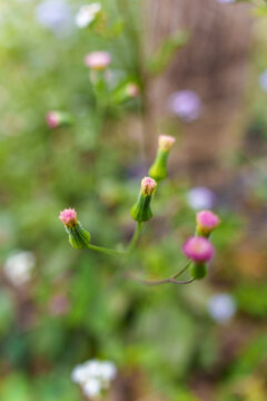 小花花苞