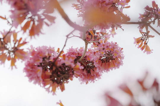 绣球紫花风铃木
