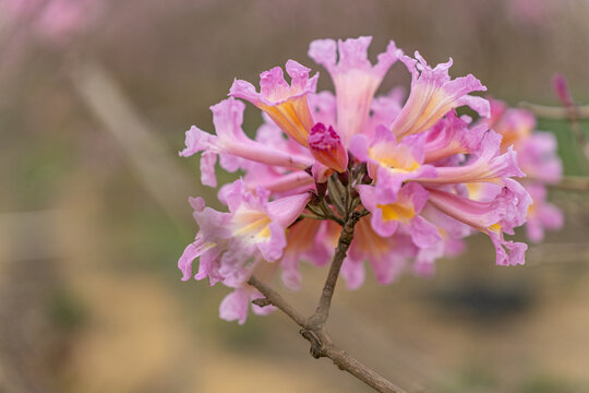 绣球紫花风铃木