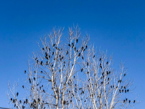 树枝上的乌鸦