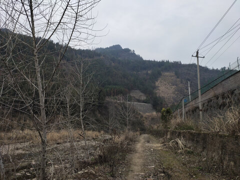 枯树与远山